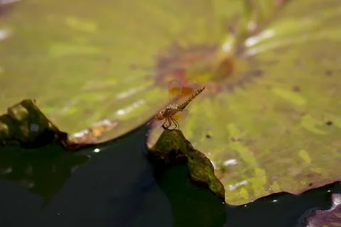 Red dragonfly on lotus leaf Stock Photos