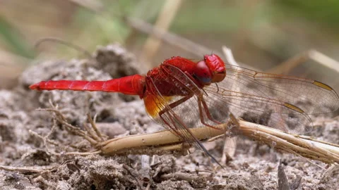 Red Dragonfly Macro. Dragonfly Sitting on the Sand at a Branch of the River. Stock Footage 135734003