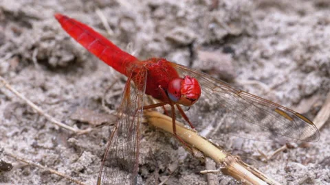 Red Dragonfly Macro. Dragonfly Sitting on the Sand at a Branch of the River. Stock Footage 135735388
