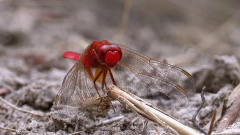 Red Dragonfly Macro. Dragonfly Sitting on the Sand at a Branch of the River. Stock Footage 135746096