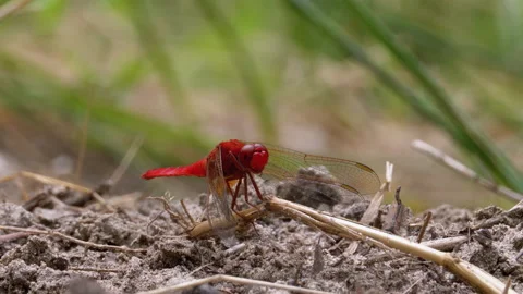 Red Dragonfly Macro. Dragonfly Sitting on the Sand at a Branch of the River. Stock Footage 135759596