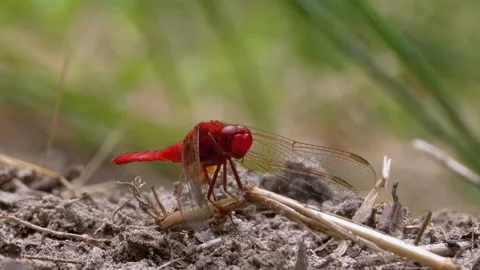 Red Dragonfly Macro. Dragonfly Sitting on the Sand at a Branch of the River. Stock Footage 135763488