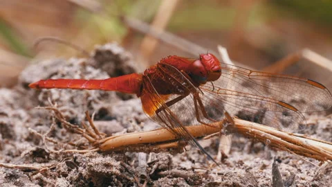 Red Dragonfly Macro. Dragonfly Sitting on the Sand at a Branch of the River. Stock Footage 135763691
