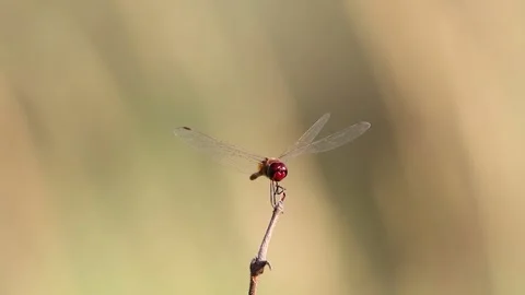 Red Dragonfly in Nature Video stock 144534647