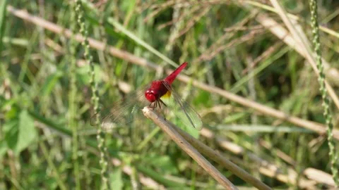 Red dragonfly in nature Stock Footage 291232259