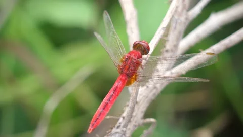 Red Dragonfly with nature,Macro dragonfly, Stock Footage 140043828