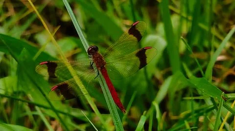 Red dragonfly with patterned wings rests on a green blade of grass Stock Photos