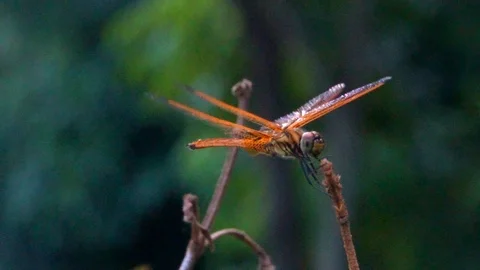 Red Dragonfly Perched on Branch Видео 126911624
