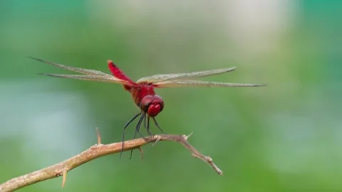 Red dragonfly perched on branch Stock Footage 320015756