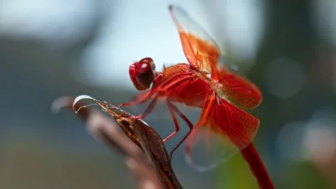 Red dragonfly perched on dried leaf outdoors Stock Footage 340775655