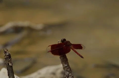 Red Dragonfly Perched on a Dry Branch. Stock Photos