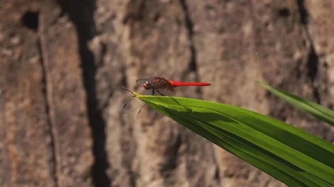 The red dragonfly perched on the green leaf Stock Footage 159107707