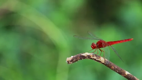 Red Dragonfly Perched on Green Stem Stock Footage 345231092