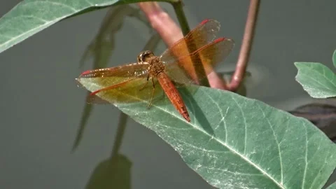 A red dragonfly perched on a leaf Stock Footage 304471163