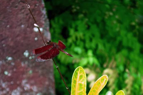 Red dragonfly perched on a leaf Stock Photos