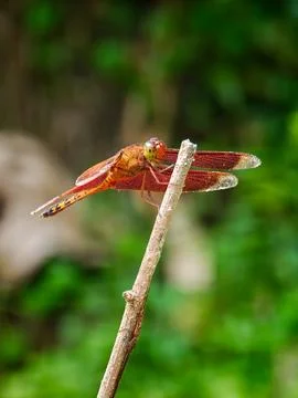 Red Dragonfly Perched Side View Macro Shot on Dry Stick 库存照片