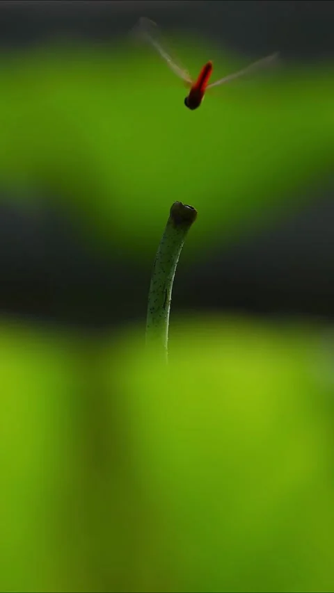 Red Dragonfly Perched on Stem with Vibrant Green Blurred Background Vidéo 329756680