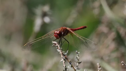 A red dragonfly perched on a twig 스톡 동영상 306293429