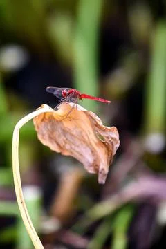 Red Dragonfly Perched On Withered Leaf In Natural Garden Setting Stock Photos
