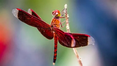 Red Dragonfly in the Philippines Stock Photos
