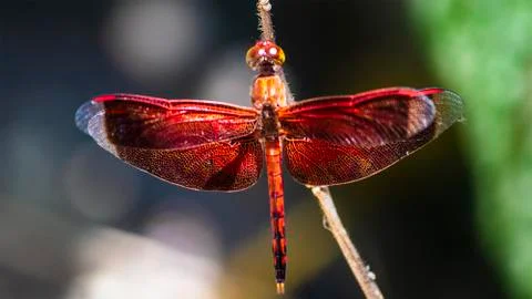 Red Dragonfly in the Philippines Stock Photos