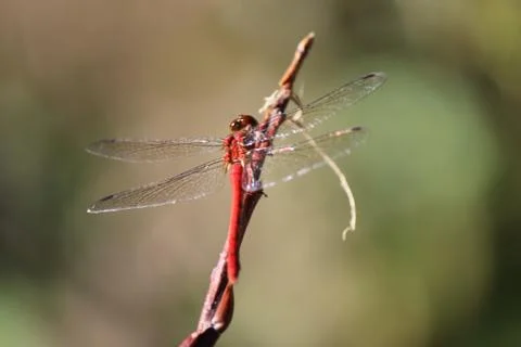 Red Dragonfly Stock Photos