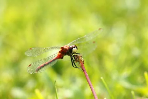 Red dragonfly Stock Photos