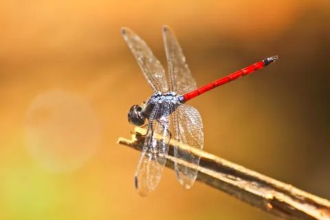 Red dragonfly Stock Photos