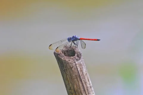 Red dragonfly Stock Photos