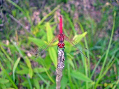 Red dragonfly Stock Photos