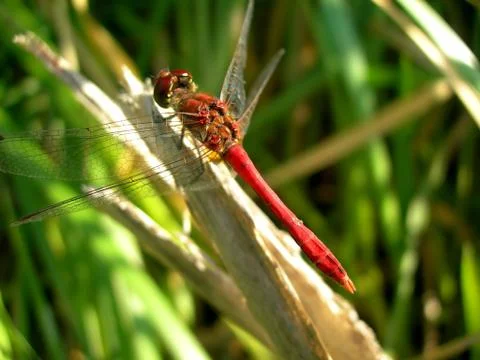 Red dragonfly Stock Photos