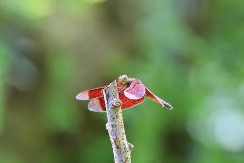 Red Dragonfly Stock Photos