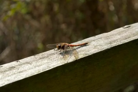 Red Dragonfly Stock Photos