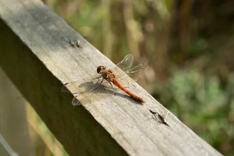 Red Dragonfly Stock Photos