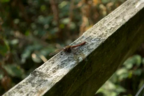 Red Dragonfly  Stock Photos