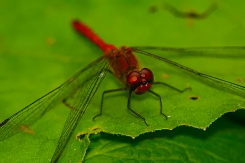 Red dragonfly Foto stock
