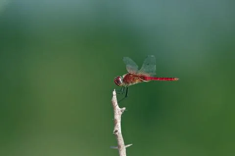 Red Dragonfly Stock Photos