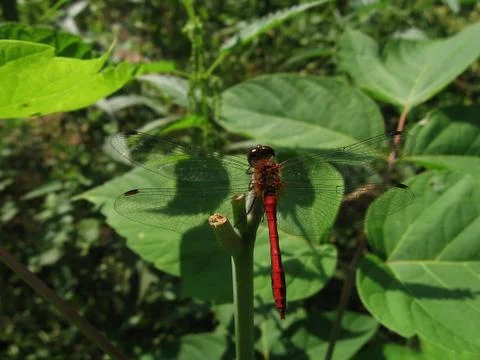 Red dragonfly Stock Photos