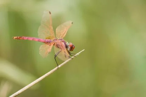 Red dragonfly Stock Photos