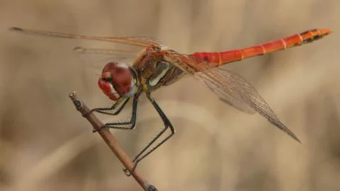 Red dragonfly Stock Photos