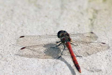Red dragonfly Stock Photos