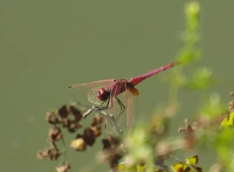 Red dragonfly Stock Photos