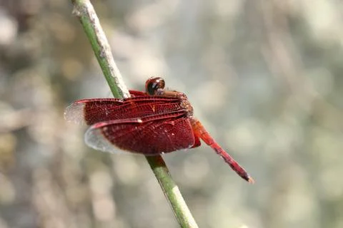 Red Dragonfly Stock Photos