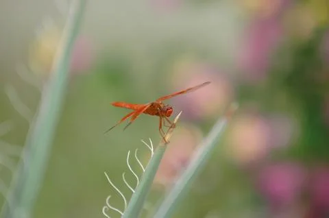 Red Dragonfly Stock Photos