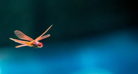 Red Dragonfly Stock Photos