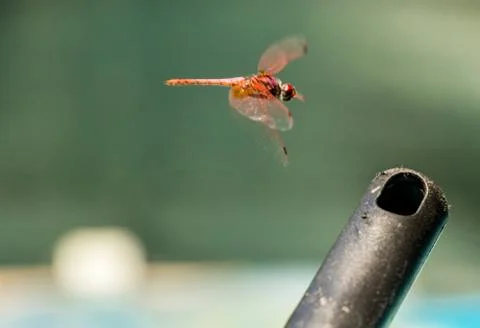 Red Dragonfly Stock Photos