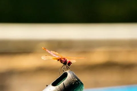 Red Dragonfly Stock Photos