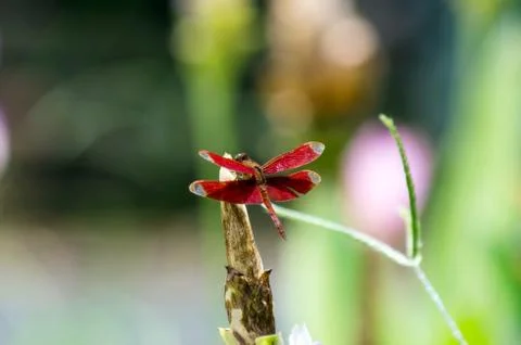 Red dragonfly Stock Photos