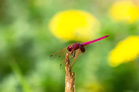 Red dragonfly Stock Photos