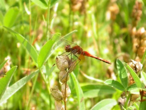 Red Dragonfly Stock Photos